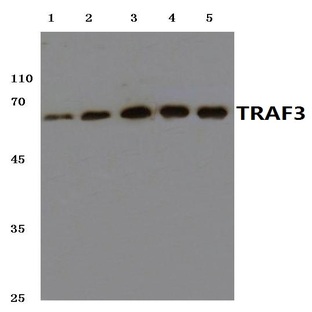 TRAF3 (S289) pAb