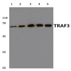 TRAF3 (S289) pAb