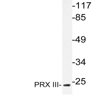 PRX III (K93) pAb