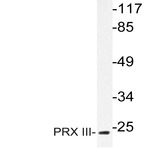 PRX III (K93) pAb