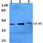 Connexin 45 (N361) pAb