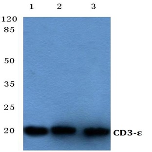 CD3-E (D71) pAb