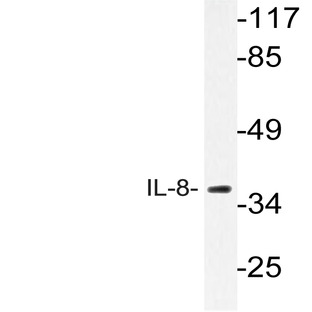 IL-8 (V68) pAb