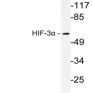 HIF-3(alpha) (E354) pAb