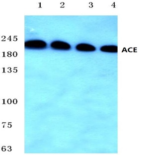 ACE (F940) pAb