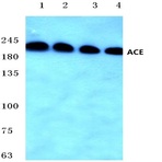 ACE (F940) pAb