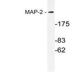 MAP-2 (W14) pAb