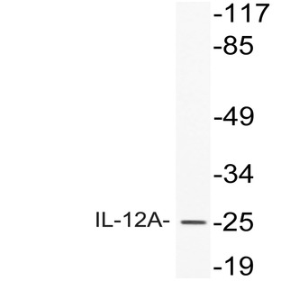 IL-12A (T65) pAb