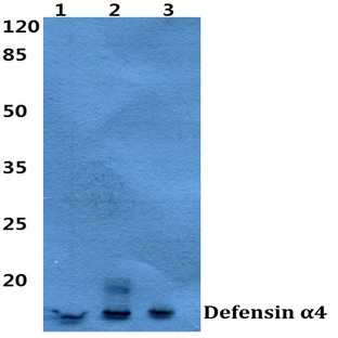 Defensin (alpha)4 (D27) pAb