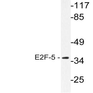 E2F-5 (L142) pAb