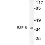 E2F-5 (L142) pAb