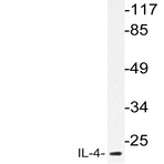 IL-4 (A59) pAb