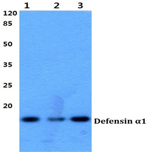 Defensin (alpha)1 (S52) pAb