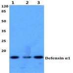 Defensin (alpha)1 (S52) pAb