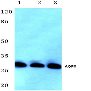 AQP0 (C144) pAb