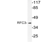 RFC3 (L227) pAb