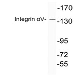 Integrin (alpha)V (P804) pAb