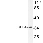 CD34 (L257) pAb