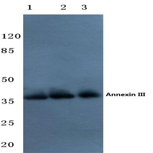 Annexin III (Y64) pAb