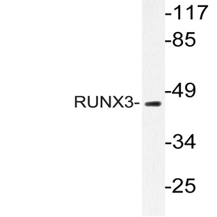 RUNX3 (R182) pAb