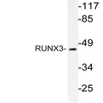 RUNX3 (R182) pAb