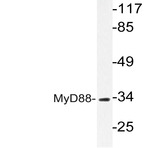 MyD88 (V220) pAb