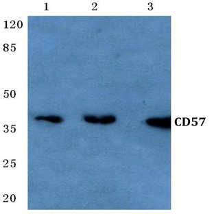 CD57 (V35) pAb