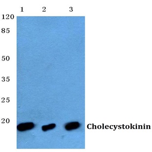 CCK (V46) pAb