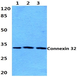 Connexin 32 (L115) pAb