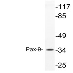 Pax-9 (I207) pAb