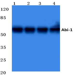 Abi-1 (L201) pAb