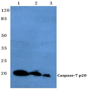 Caspase 7 (M45) pAb