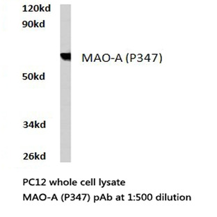 MAOA (P347) pAb