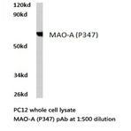 MAOA (P347) pAb