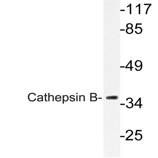 Cathepsin B (N217) pAb