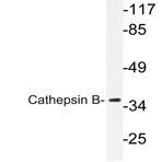 Cathepsin B (N217) pAb