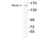 Rock-1 (N311) pAb