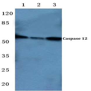 Caspase 12 (P99) pAb