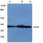 ApoE (M86) pAb