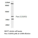 Pax-2 (I193) pAb