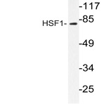 HSF1 (V297) pAb