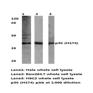 p38 (H174) pAb