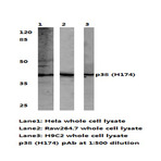 p38 (H174) pAb