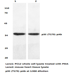 p38 (T175) pAb