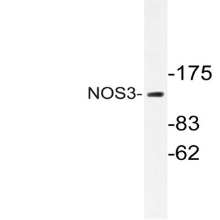 NOS3 (S1170) pAb