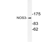 NOS3 (S1170) pAb