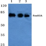 FoxO3A (P247) pAb