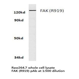 FAK (R919) pAb