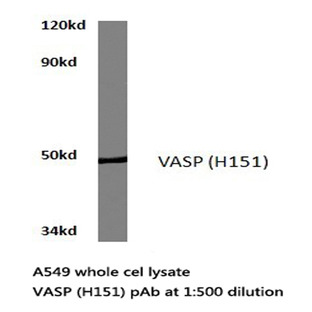 VASP (H151) pAb