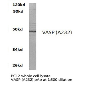 VASP (A232) pAb